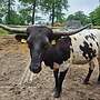 Texas Longhorn Herde - Bild 17