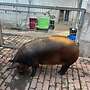 Verkaufe 2 Iberische Schweine - Bild 5