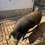 Verkaufe 2 Iberische Schweine - Bild 6