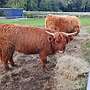 2 Highland Cattle Kuhkälber, geb. 2024, zu verkaufen. - Bild 2
