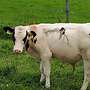 Bullenkälber Weiß Blau Belgier  - Bild 2