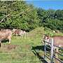 Zu verkaufen: Braunvieh mit Hörnern - Kühe, Milchkühe, Fersen, Jungrinder, Bullen - Bild 3