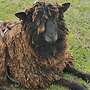 Leicester Longwool x Wensleydale Longwool Bock abzugeben - Bild 2