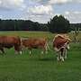 Fleckvieh Jungbulle Deckbulle bio - Bild 2