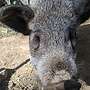 Schweine aus robuster Freilandhaltung  - Bild 2