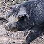 Schweine aus robuster Freilandhaltung  - Bild 3