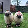Valais Black Nase sheep - Bild 3