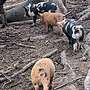 Schweine aus robuster Freilandhaltung  - Bild 4