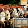 34 Purebred Hereford pregnant heifers for sale from one of the nicest hungarian farm - Bild 2