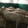 Absetzer - Bild 2