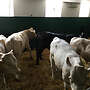Absetzer - Bild 3