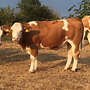 Fleckvieh-Fleisch Herdbuch-Rind genetisch hornlos - Bild 2