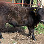 Galloway Bullen absetzer - Bild 2