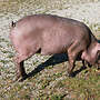 Zuchtläufer Iberico x Duroc - Bild 3