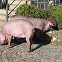 Zuchtläufer Iberico x Duroc - Bild 2