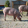 Zuchtläufer Iberico x Duroc - Bild 6