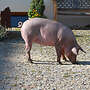Zuchtläufer Iberico x Duroc - Bild 7