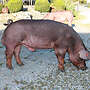 Duroc-Eber reinrassig - Bild 5