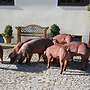 Duroc Zuchtläufer reinrassig - Bild 2