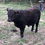 Galloway bullen Absetzer - Bild 2