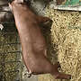 Verkaufe Duroc Sauferkel - Bild 2