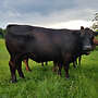 Deutsch Angus absetzer ml - Bild 2