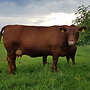Deutsch Angus absetzer ml - Bild 4
