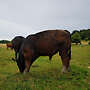 Deutsch Angus absetzer ml - Bild 3