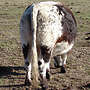 Galloway black rigget Mutterkuh - Bild 2