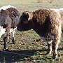 Galloway black rigget Mutterkuh - Bild 3