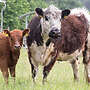 Galloway black rigget Mutterkuh - Bild 4