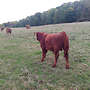 Angus Absetzer  - Bild 2