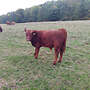 Angus Absetzer  - Bild 3