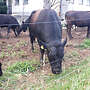 Aberdeenangus Deckbulle - Bild 2