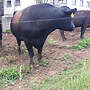 Aberdeenangus Deckbulle - Bild 3