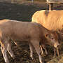 Verkaufe Bio Jungbulle  - Bild 2