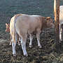 Verkaufe Bio Jungbulle  - Bild 3