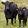 Angus HB Kuh mit Wagyu Bullenkalb - Bild 2