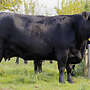 Angus HB Kuh mit Wagyu Bullenkalb - Bild 3
