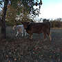 5 Galloway Bullenabsetzer - Bild 2