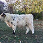 5 Galloway Bullenabsetzer - Bild 3