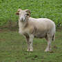 Nolana/Wiltshire Horn Schafe zu verkaufen. - Bild 3