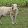 Nolana/Wiltshire Horn Schafe zu verkaufen. - Bild 4