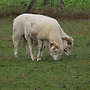 Nolana/Wiltshire Horn Schafe zu verkaufen. - Bild 5