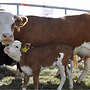 Hinterwälder Jungbulle Herdbuch - Bild 7