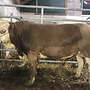 Hinterwälder Jungbulle Herdbuch - Bild 3