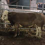 Hinterwälder Jungbulle Herdbuch - Bild 5