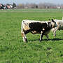 verk. krz. Absetzer und Weiderind weibl. - Bild 3