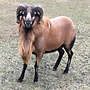 Barbados Black Belly Jungbock - Bild 3