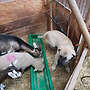 Herdenschutzhundwelpen - Bild 2